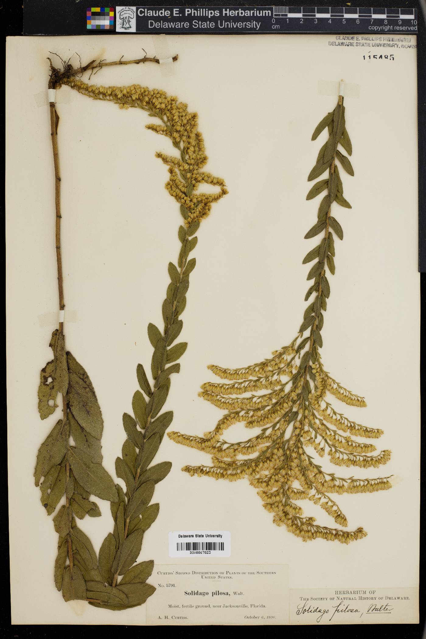 Solidago pilosa image