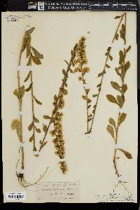 Solidago puberula image