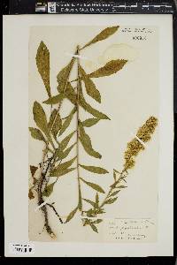 Solidago puberula image