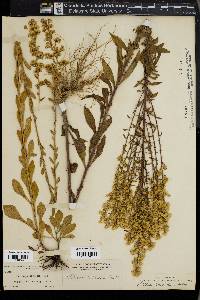 Solidago puberula image