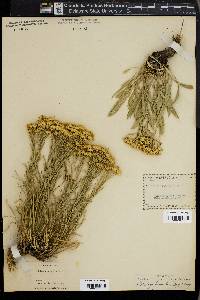 Solidago pumila image