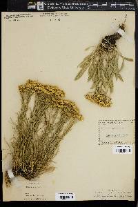 Solidago pumila image