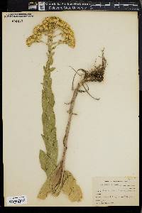 Solidago rigida image