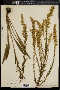 Solidago sempervirens image