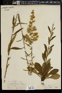 Solidago speciosa image