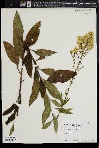 Solidago speciosa image