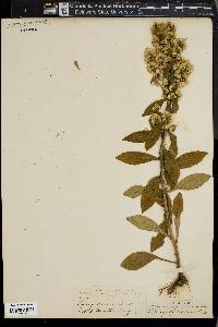 Solidago speciosa image