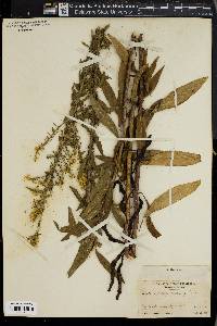 Solidago speciosa image