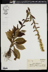 Solidago squarrosa image