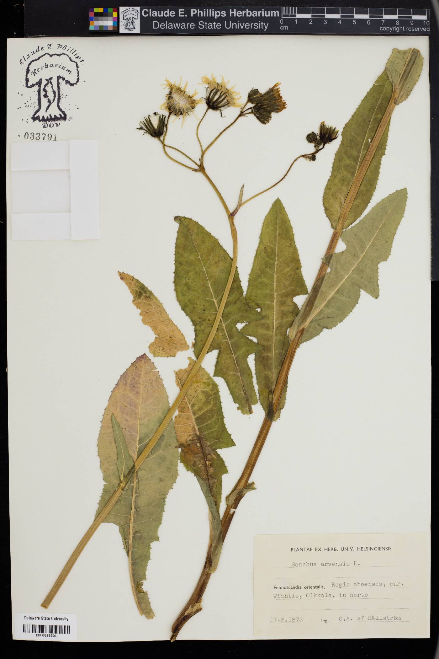 Sonchus arvensis image