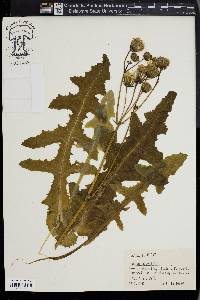 Sonchus arvensis image