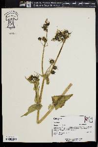 Sonchus oleraceus image