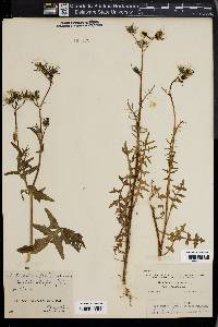 Sonchus tenerrimus image