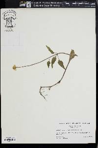 Spilanthes americana image