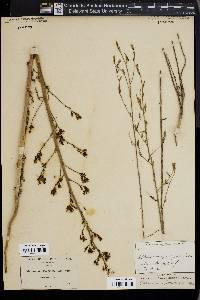 Stephanomeria paniculata image