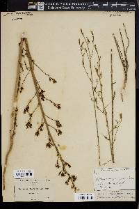 Stephanomeria paniculata image