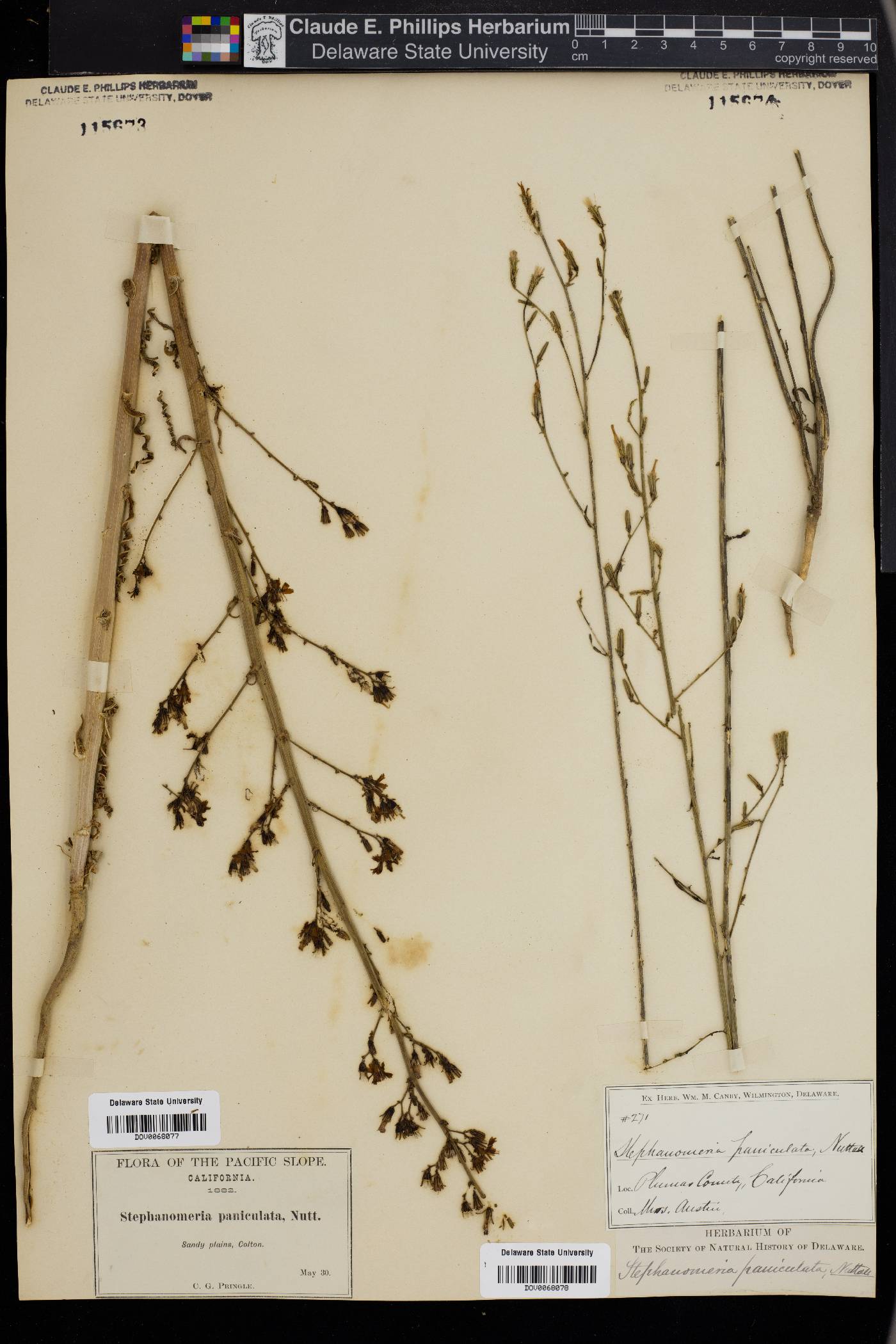 Stephanomeria paniculata image