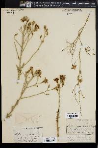 Stephanomeria thurberi image