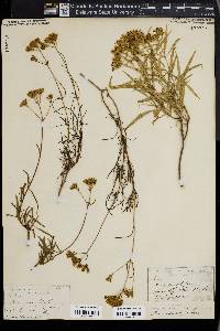 Stevia salicifolia image
