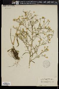 Symphyotrichum ericoides image