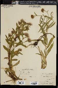 Symphyotrichum foliaceum image