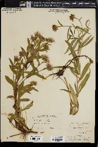 Symphyotrichum foliaceum image