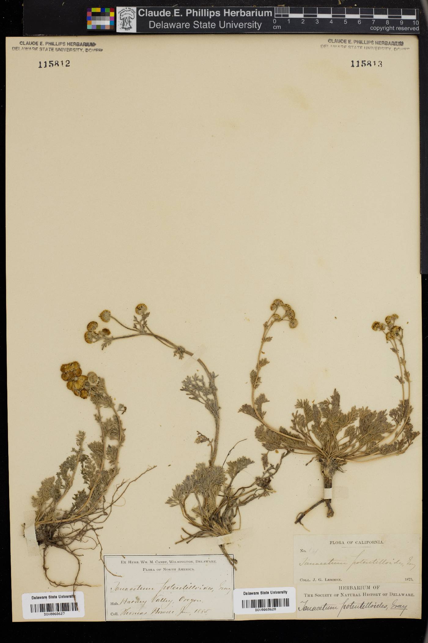 Tanacetum potentilloides image