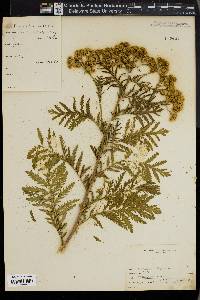 Tanacetum vulgare image