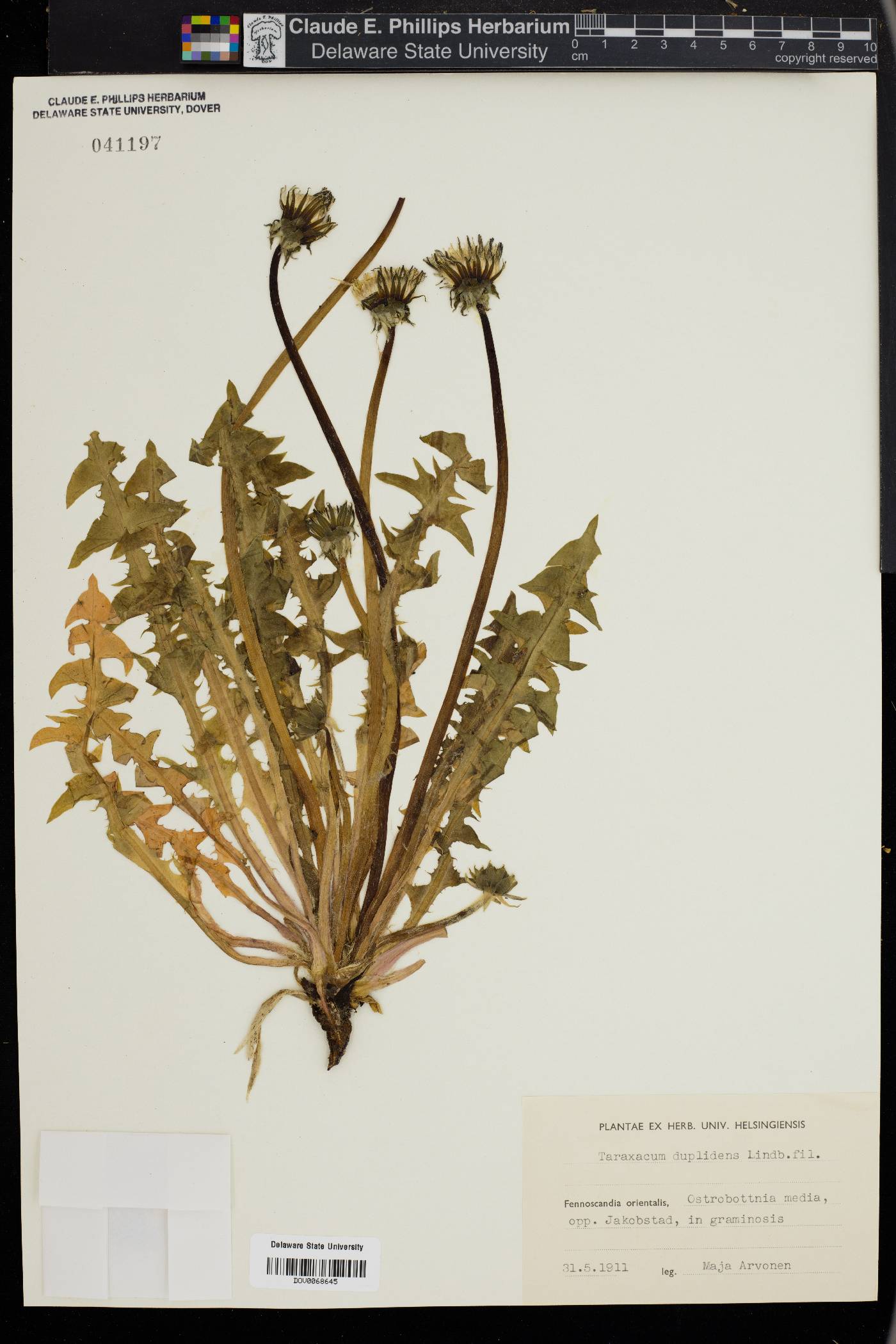 Taraxacum duplidens image