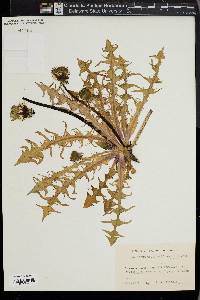 Taraxacum pectinatiforme image