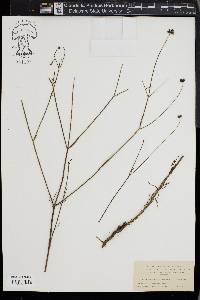 Thelesperma subsimplicifolium image