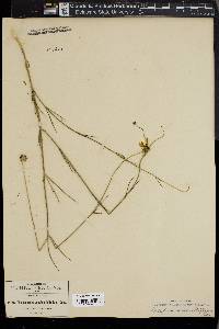 Thelesperma subsimplicifolium image