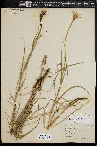 Tragopogon pratensis image