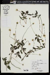 Tridax procumbens image