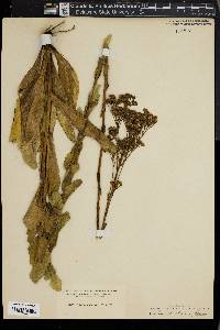 Trilisa odoratissima image