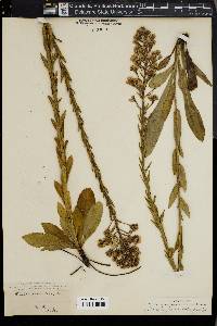 Trilisa paniculata image