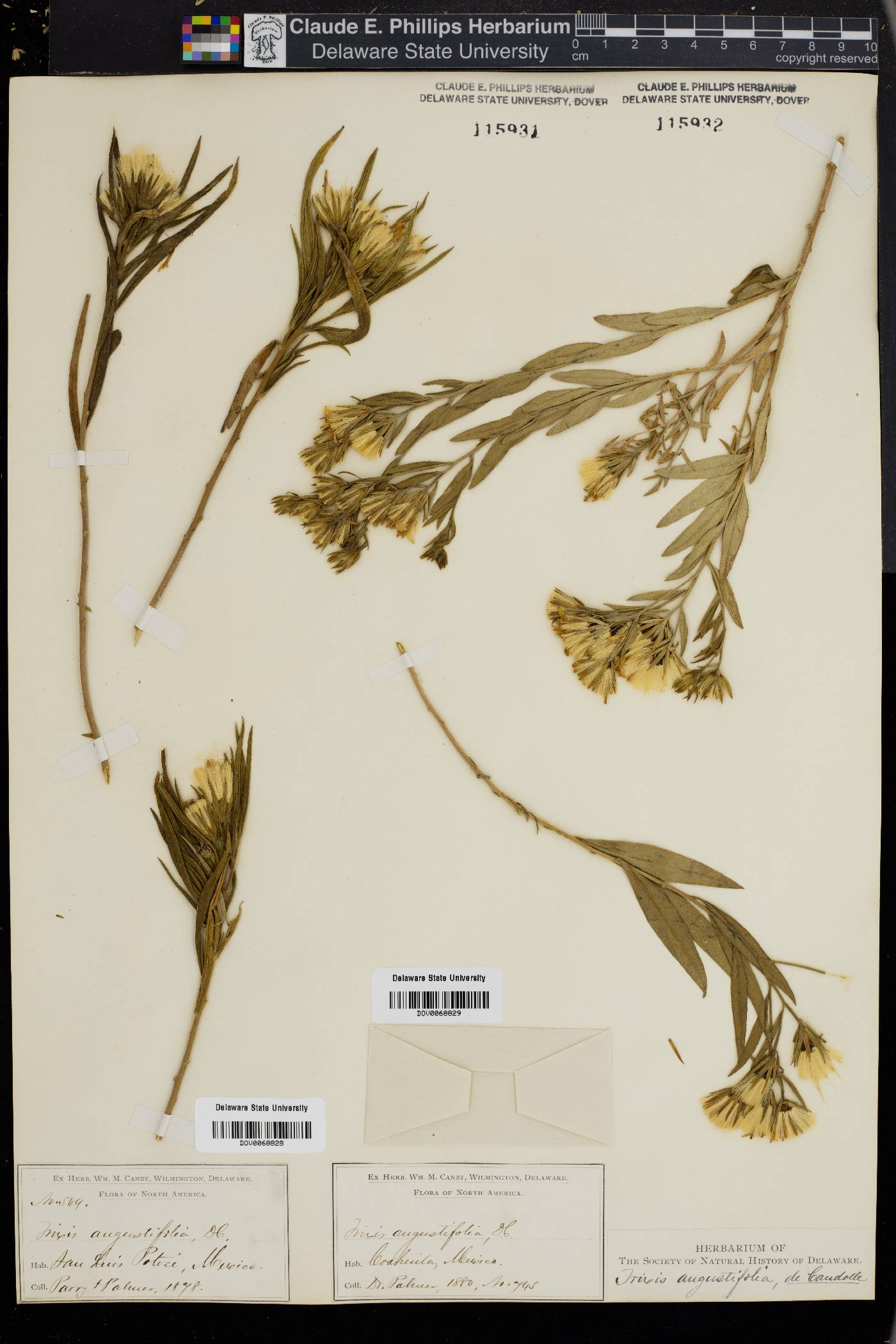 Trixis angustifolia image