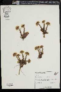 Tussilago farfara image