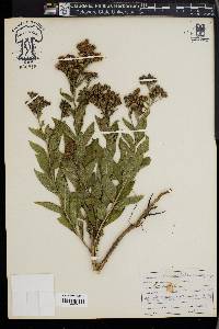 Vernonia baldwinii image