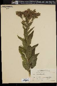 Vernonia baldwinii image