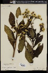 Vernonia glauca image