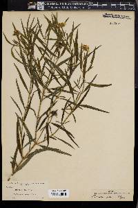 Wedelia glauca image