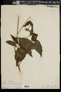 Lundellianthus guatemalensis image