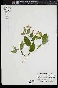 Impatiens pallida image