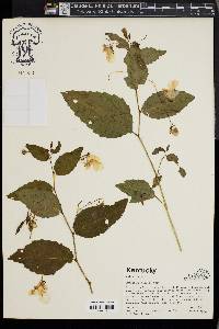 Impatiens pallida image