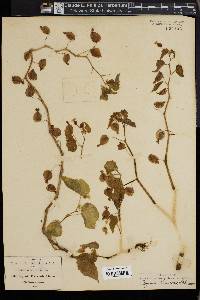 Begonia wallichiana image