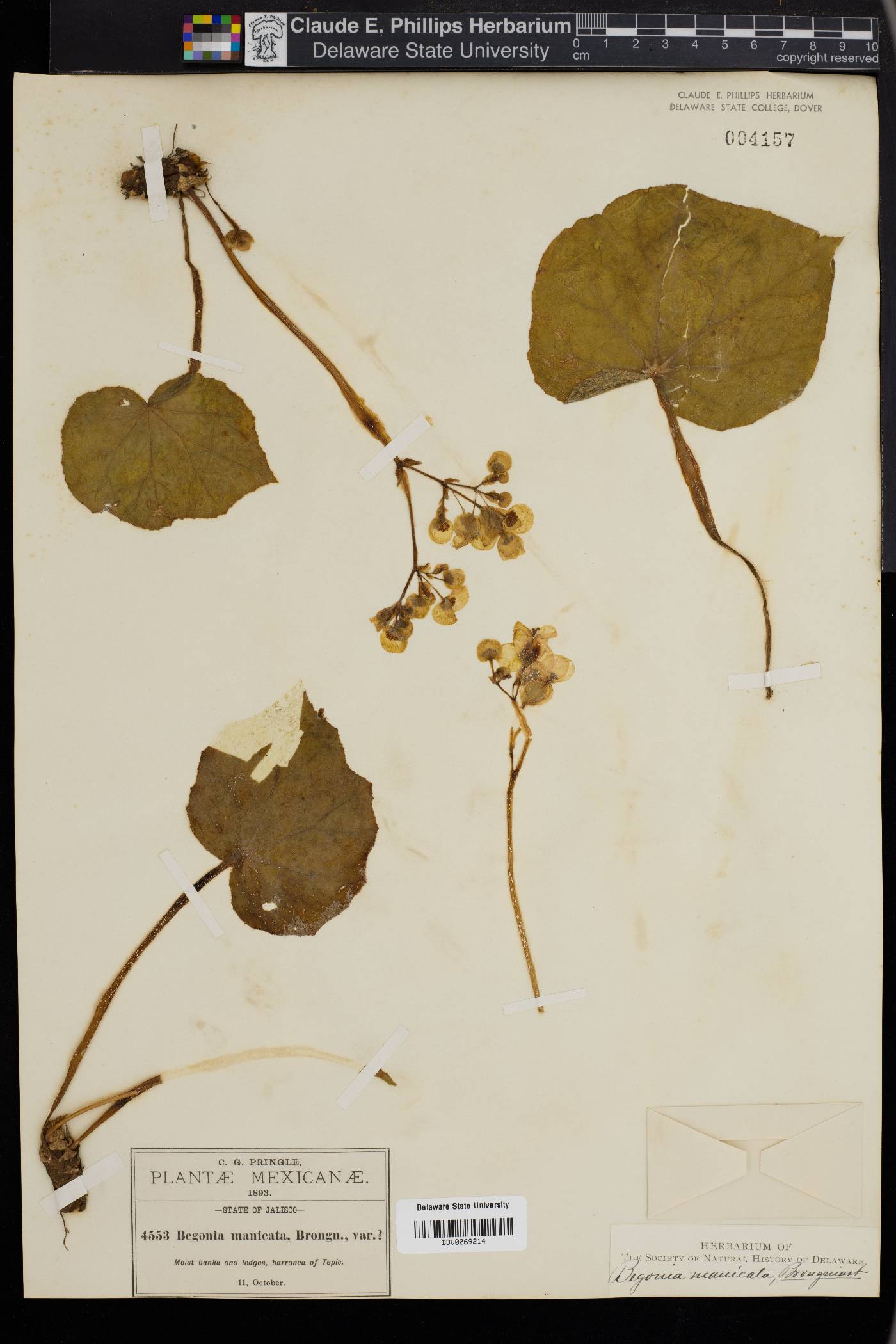 Begonia manicata image