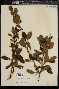 Berberis canadensis image