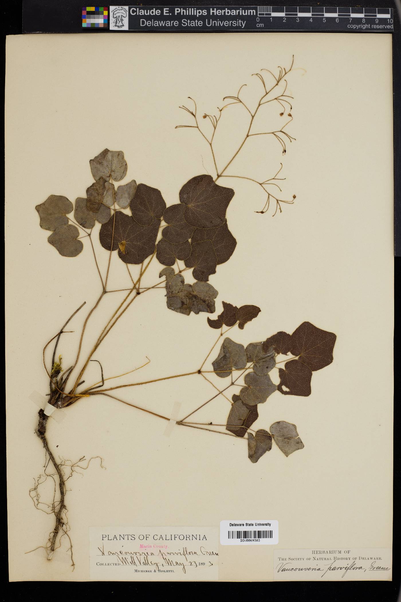 Vancouveria parviflora image