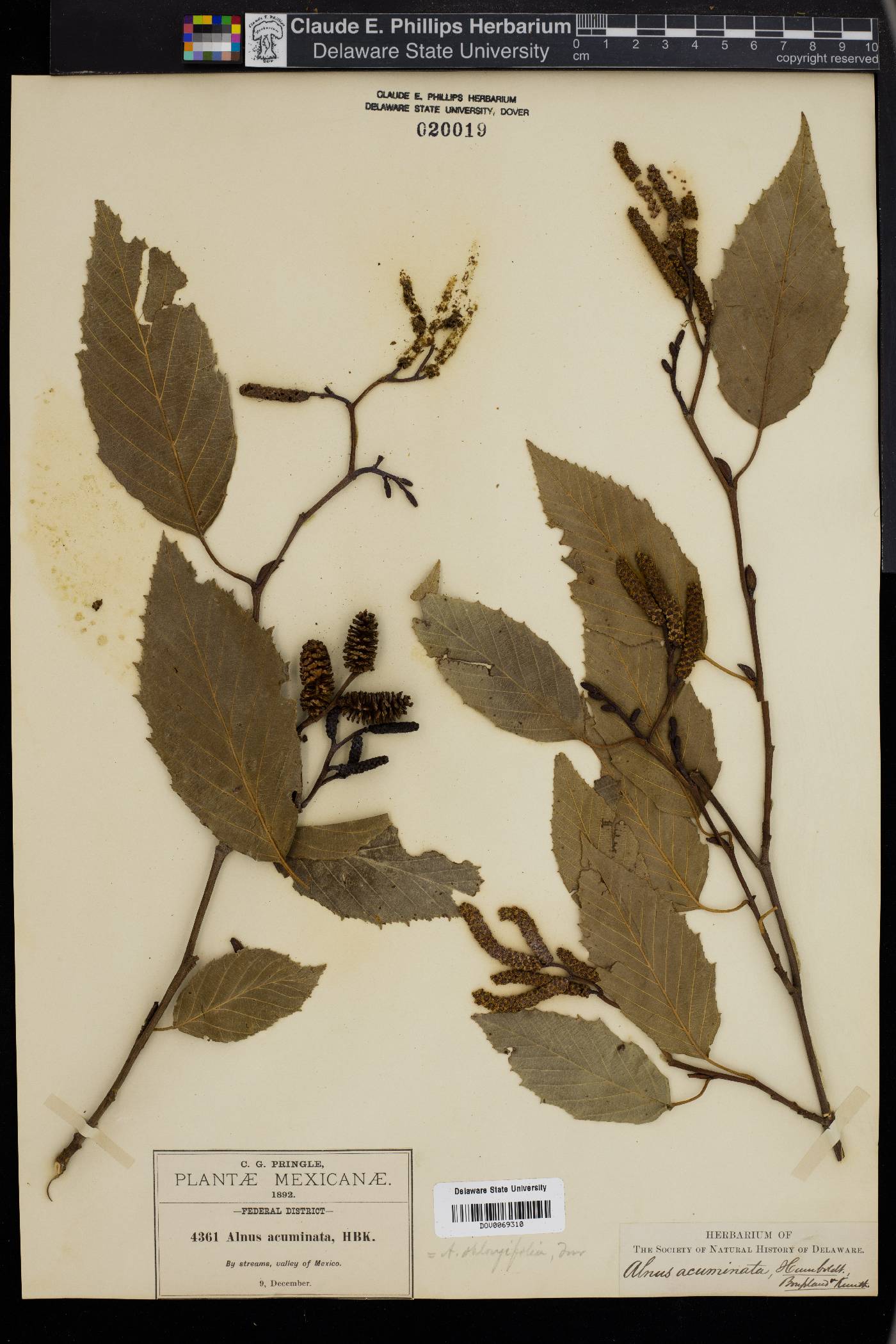 Alnus acuminata image